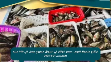 ارتفاع ملحوظ اليوم.. سعر الوقار في أسواق مطروح يصل إلى 400 جنيه الخميس 21-8-2025